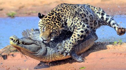 Гепардът е различен от леопарда и ягуара, каква е разликата