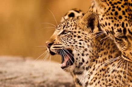 Гепардът е различен от хищниците описание и леопардови разлики