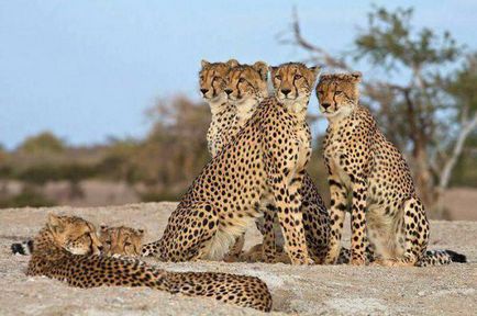 Гепардът е различен от хищниците описание и леопардови разлики