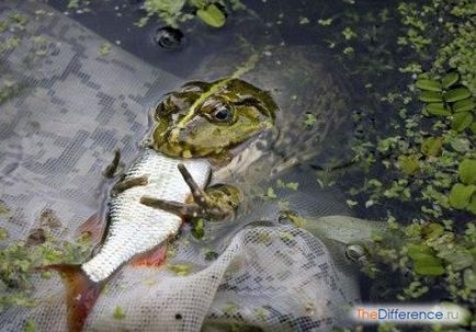 Това ядат жаби