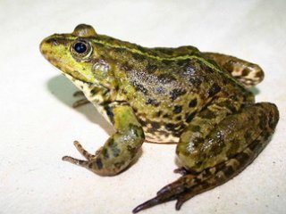 Какво да ядем жаби - от изхранване на животните
