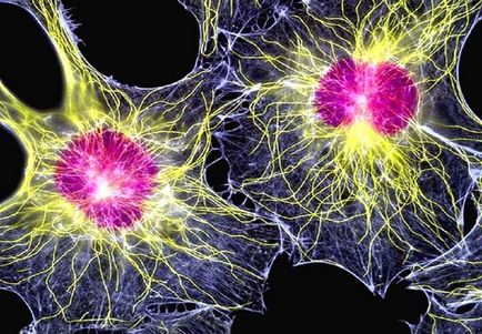 Какво трябва да знаете за стволови клетки (5 снимки)