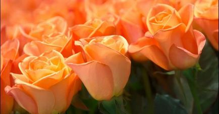 Какво означават цветовете на розите