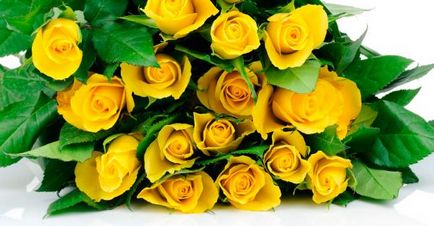 Какво означават цветовете на розите - Тайните градинари