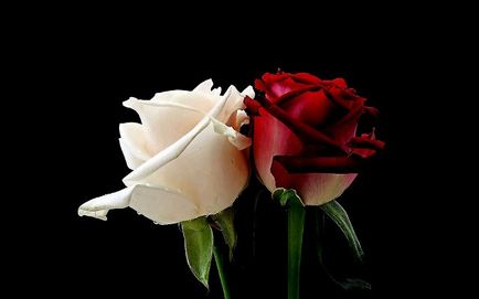 Какво означава цвета и броя на рози в езика на цветята - обичам живота