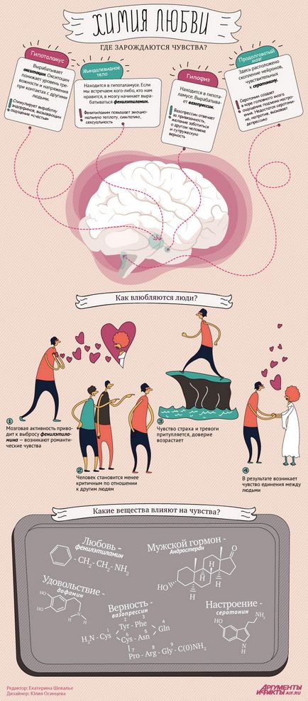 Какво се случва в мозъка на човека, когато той се влюбва в инфографики инфографика, аргументи и факти