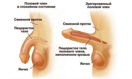 Какво е ерекция при мъжете основите на нормалната физиология, патология