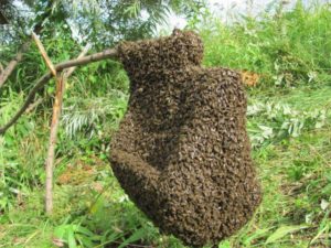 Какво е естествените гадина пчелите, тя изглежда като рояк полет и как да го хване