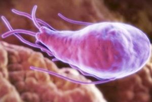 Какво е Giardia, които причиняват, как да се отнасяме, какво въздействие