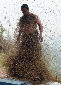 Каква е щъкащите пчелите и как да се избегне цевта на мед