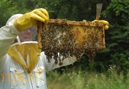 Каква е щъкащите пчелите и как да се бори с него, а стойността на превенцията