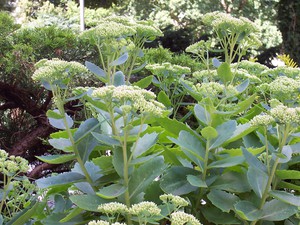 Stonecrop цветя Фото, особено засяване и грижи за растенията, тлъстига видове