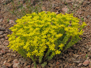 Stonecrop цветя Фото, особено засяване и грижи за растенията, тлъстига видове