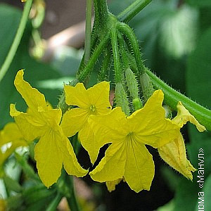 Краставица вид цвете женски