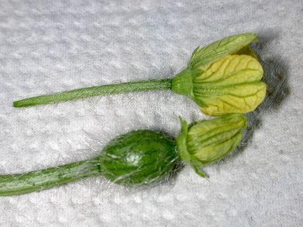 Краставица вид цвете женски