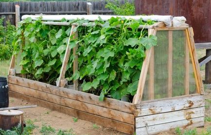 Ваканционният сезон е отворен - изграждане на оранжерия за краставици със собствените си ръце