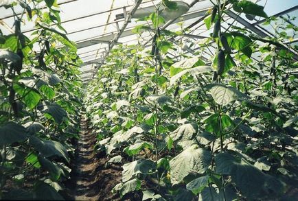 Ваканционният сезон е отворен - изграждане на оранжерия за краставици със собствените си ръце