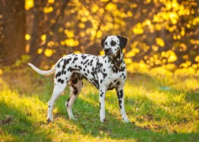 Далматински кучета порода описание, характер, кученца