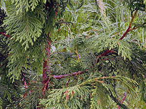 Thuja дърво - засаждане и грижи Фото Arborvitae, Arborvitae присаждане и размножаване, видове и сортове