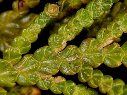 Thuja дърво - засаждане и грижи Фото Arborvitae, Arborvitae присаждане и размножаване, видове и сортове