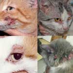 Дерматит котки (инфекциозни, паразитни, алергичен, травматично, медицински)