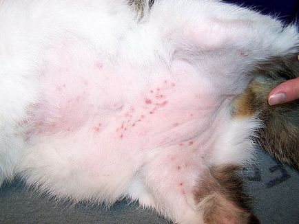 Дерматит при котки снимка симптоми и лечение