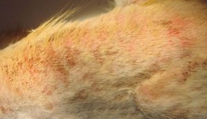 Дерматит при котки лечение на алергичен дерматит от бълхи в дома, zoosecrets