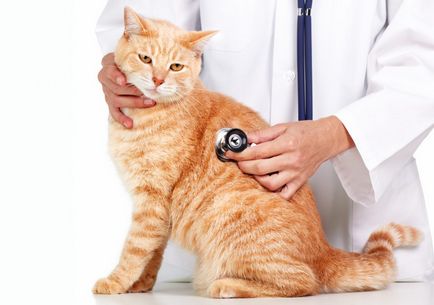 Дерматит при котки, лечение на дерматит при котки у дома