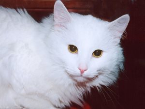Дерматит при лечение котки у дома си, котката Асистент