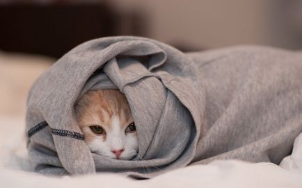 Дерматит при котки причинява симптомите и лечения
