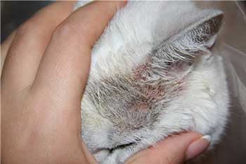Дерматит при котки симптоми и лечение у дома бълхи, атопичен и милиарна