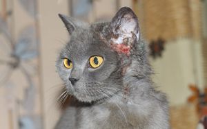 Дерматит при котки лечение на народната медицина