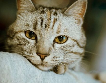 Диагностика и лечение на алергичен дерматит при котки