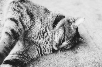 Диагностика и лечение на дерматит при котки
