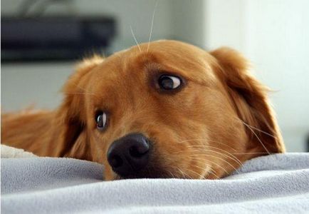 Екзема при кучета причинява симптомите, лечението