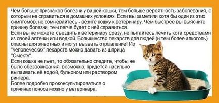 Ако една котка има диария, какво да се прави - това, което за лечение и как, на седмото небе