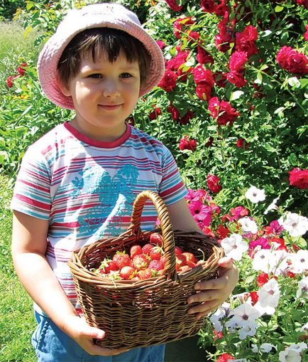 Ако ягоди плитки (неговата) Ако ягоди плитка