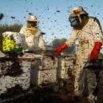 Фактори роене пчелите и неговите мерки за предотвратяване на