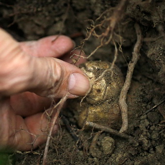 Фото и описание на трюфел гъби, трюфели и как да расте, където те могат да бъдат намерени