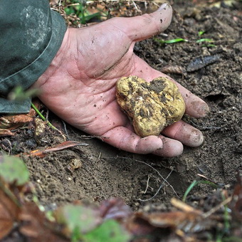 Фото и описание на трюфел гъби, трюфели и как да расте, където те могат да бъдат намерени