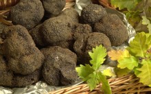 Къде в България растат гъби трюфели бяло и черно, дали да се повиши тяхната собствена цена