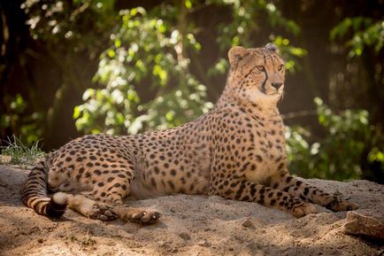 Cheetah - описание, подвид, снимка, където живее, това, което яде