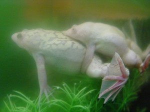 Африкански нокти жаба, поддръжка и грижи
