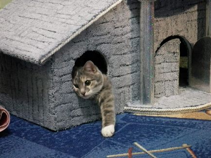 Какво прави къщи за котки