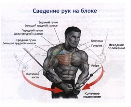 Изтеглянето на вътрешната страна на гръдните мускули - всичко за фитнес и културизъм!