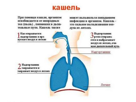 Колко бързо лекува кашлица народни средства за възрастни и деца