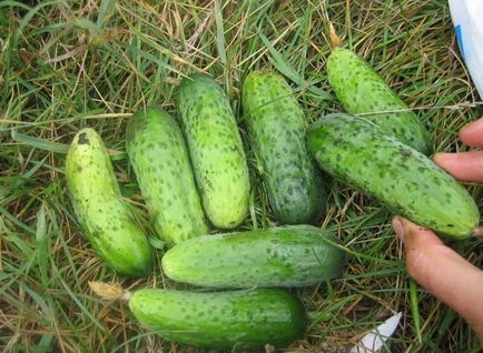 Какво краставици открито място да засадят предградията, за да получите добра реколта (отворен) Какво краставици открито място да засадят предградията, за да получите добра реколта