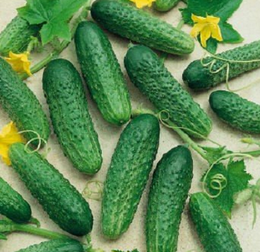 Какво краставици открито място да засадят предградията, за да получите добра реколта (отворен) Какво краставици открито място да засадят предградията, за да получите добра реколта