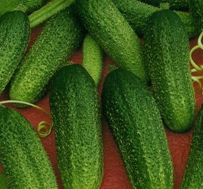 Какво краставици открито място да засадят предградията, за да получите добра реколта (краставици) Какво краставици открито място да засадят предградията, за да получите добра реколта