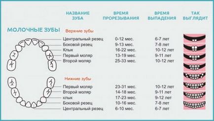 Кои зъби се променят деца загуба на млечни зъби